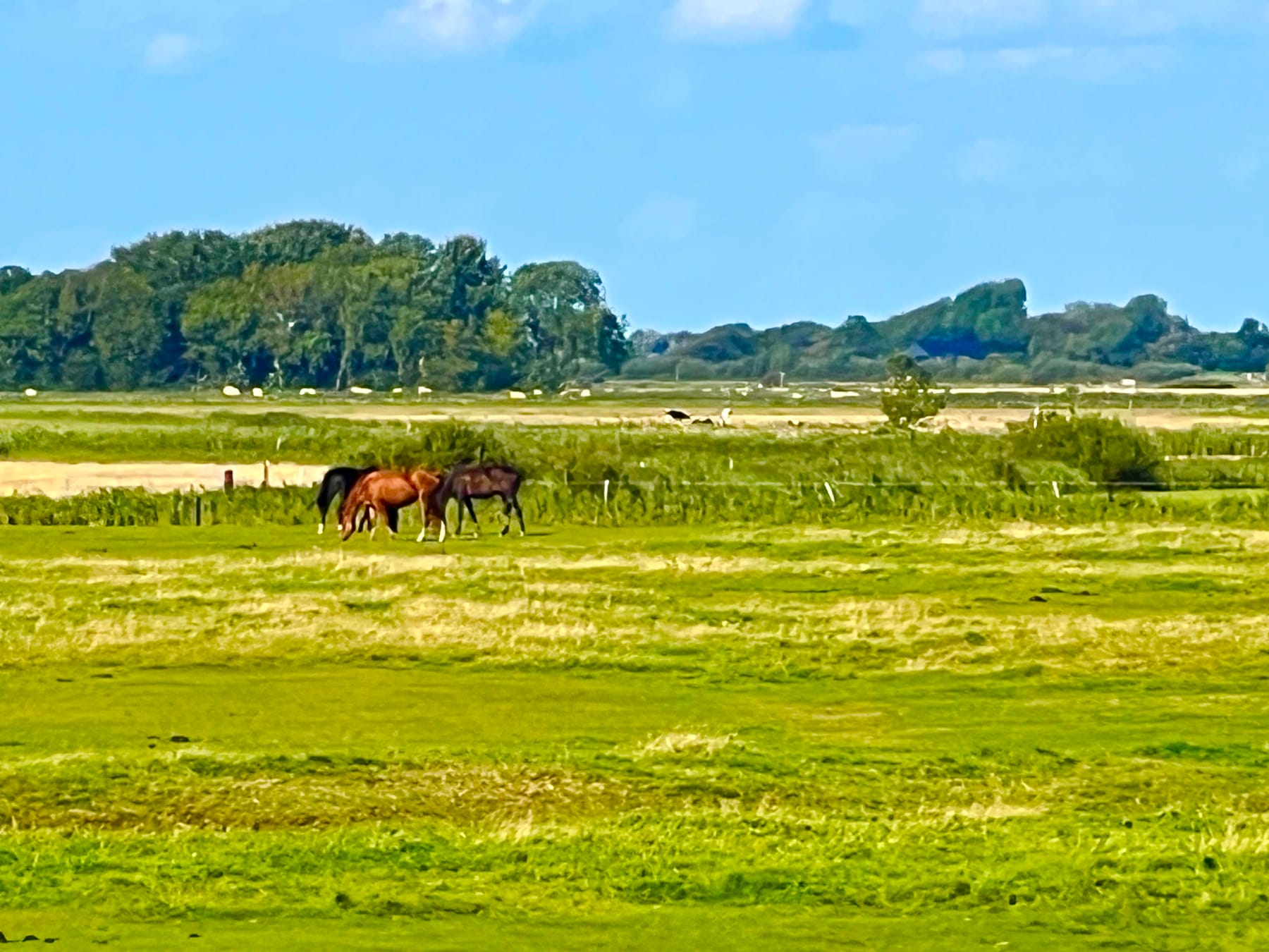 Weitblick über Pferdekoppeln und Felder